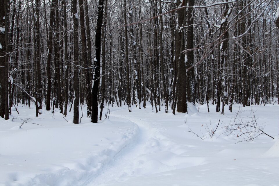 Nature cold landscape