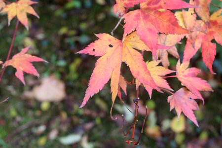 Colors colorful maple