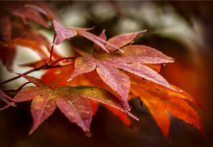 Background leaves color