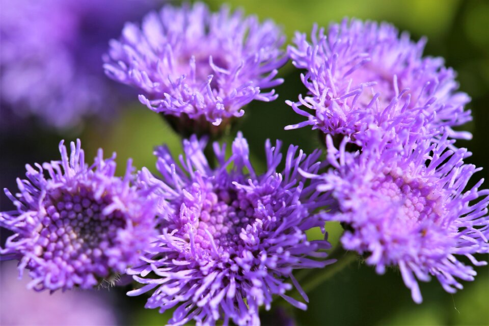 Violet petal leaf