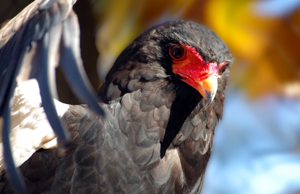 Raptor bird of prey bill