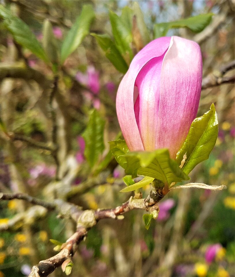 Outdoors magnolia garden