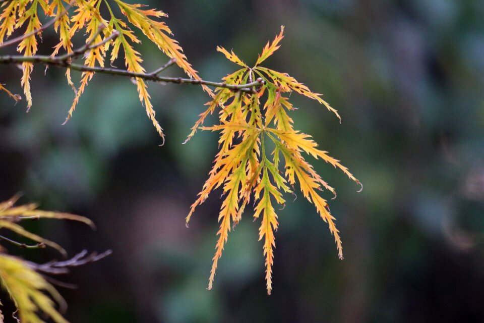 Leaves colors colorful