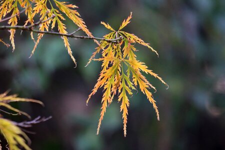 Leaves colors colorful