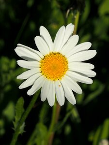 White wiesenbllume spring photo