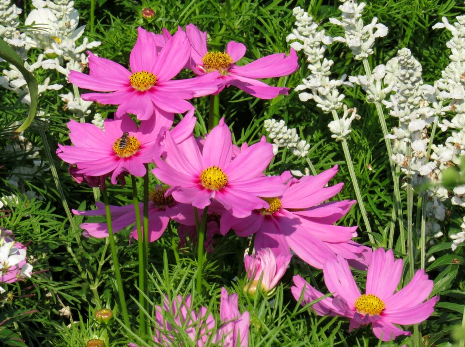 Garden nature summer flower
