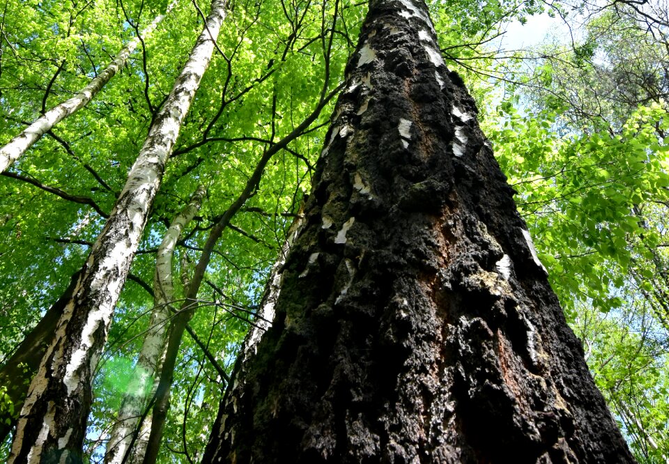 Plant the bark at the court of