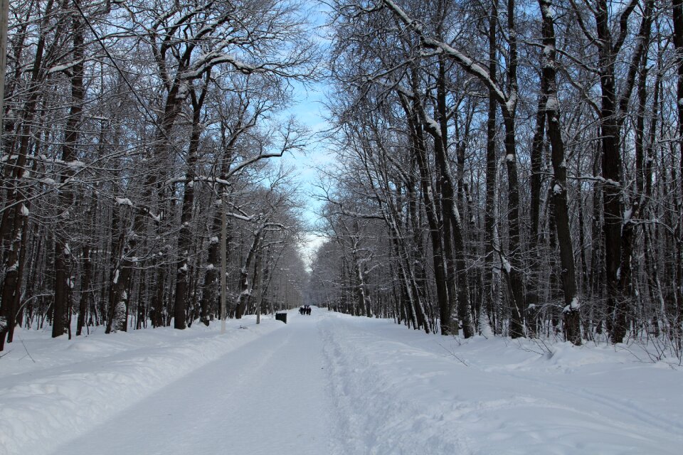 Nature cold landscape