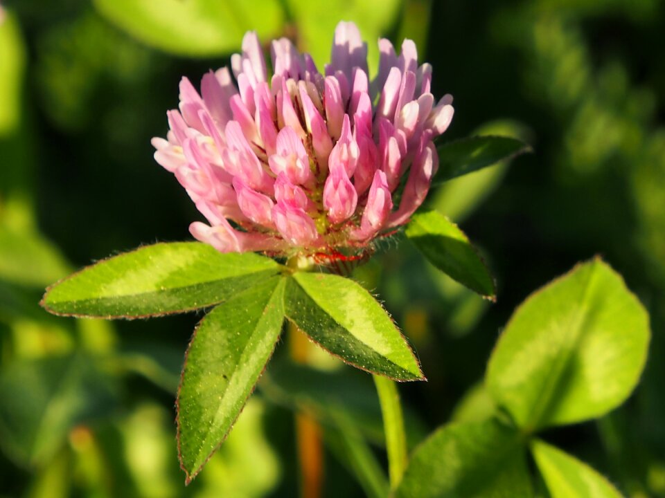 Flowering red clover meadow spring