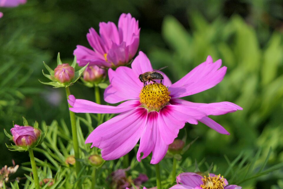 Garden nature summer flower photo