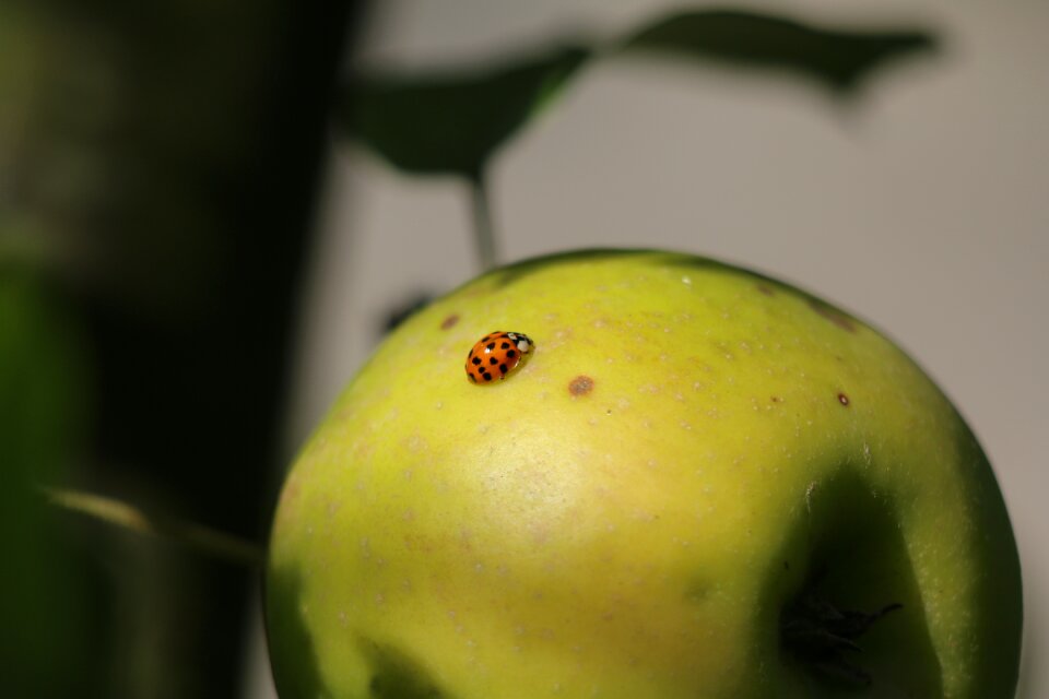 Nature beetle orange