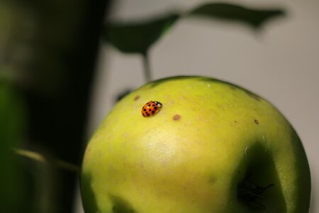 Nature beetle orange
