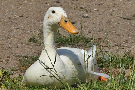 Goose poultry bird