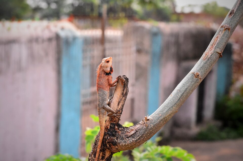 Wildlife animal reptile