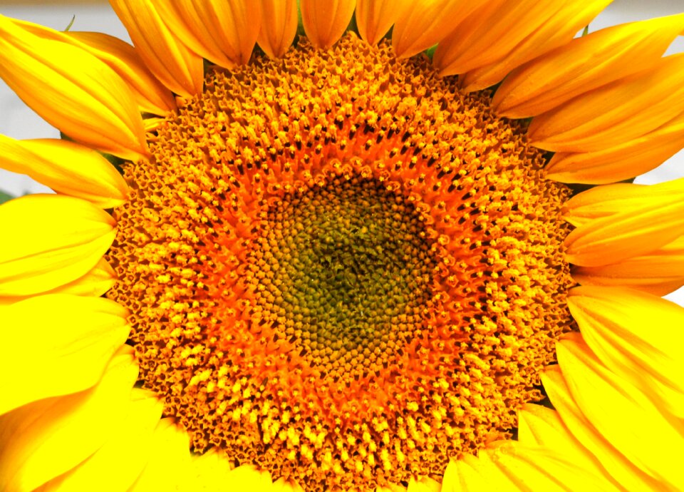 Flower sunflower yellow