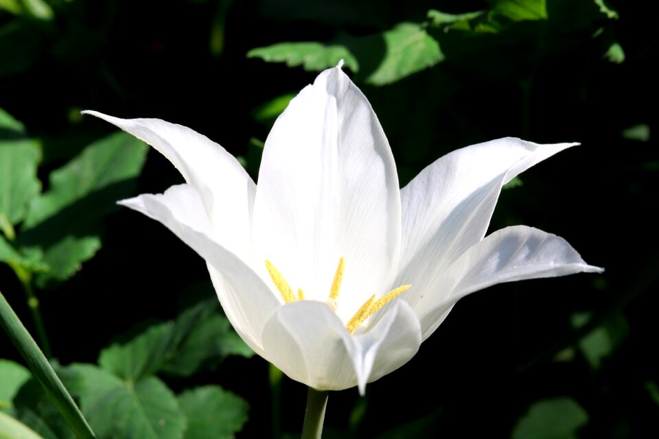White blossom bloom
