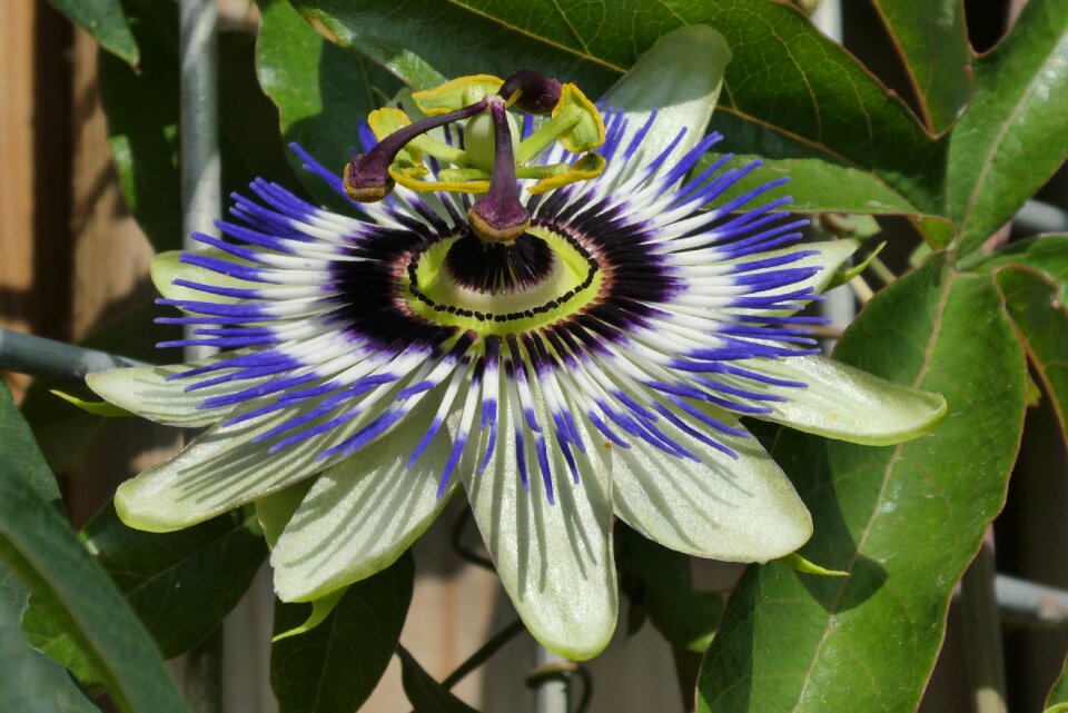 Flower color floriculture