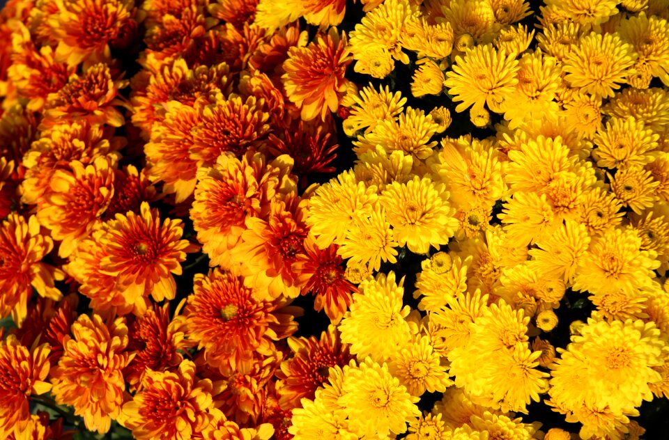 Flower blossom flora