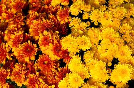 Flower blossom flora