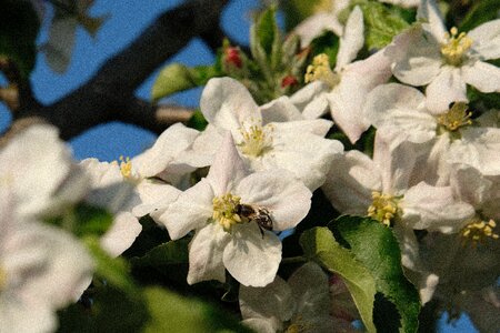 Nature garden petal photo