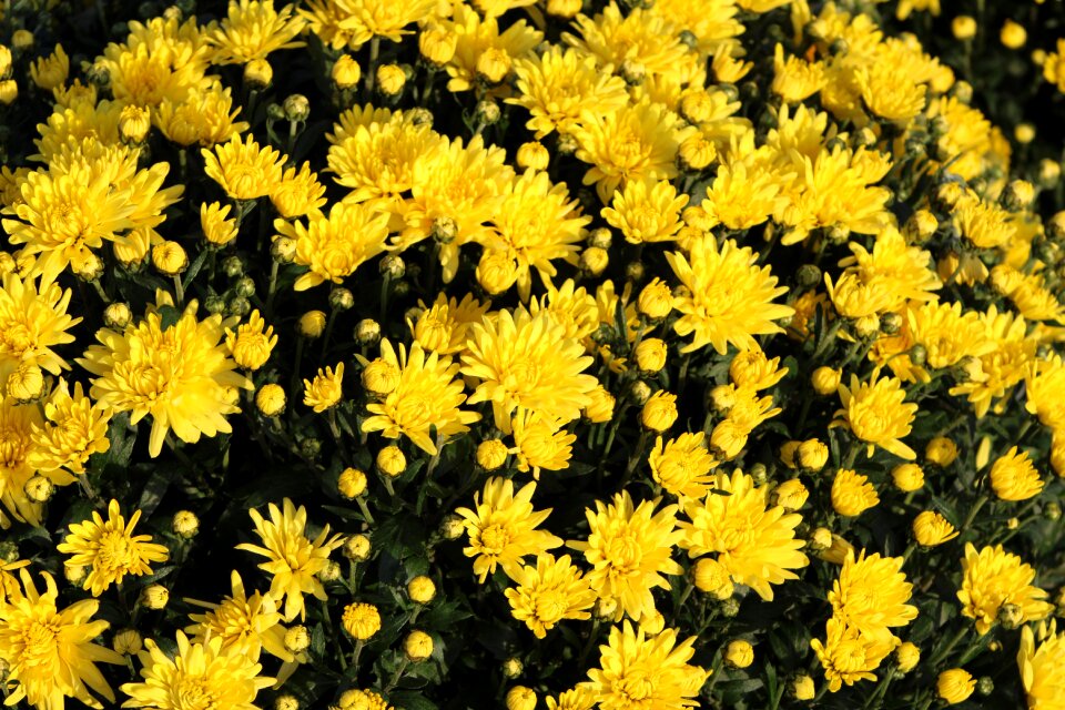 Flower blossom flora