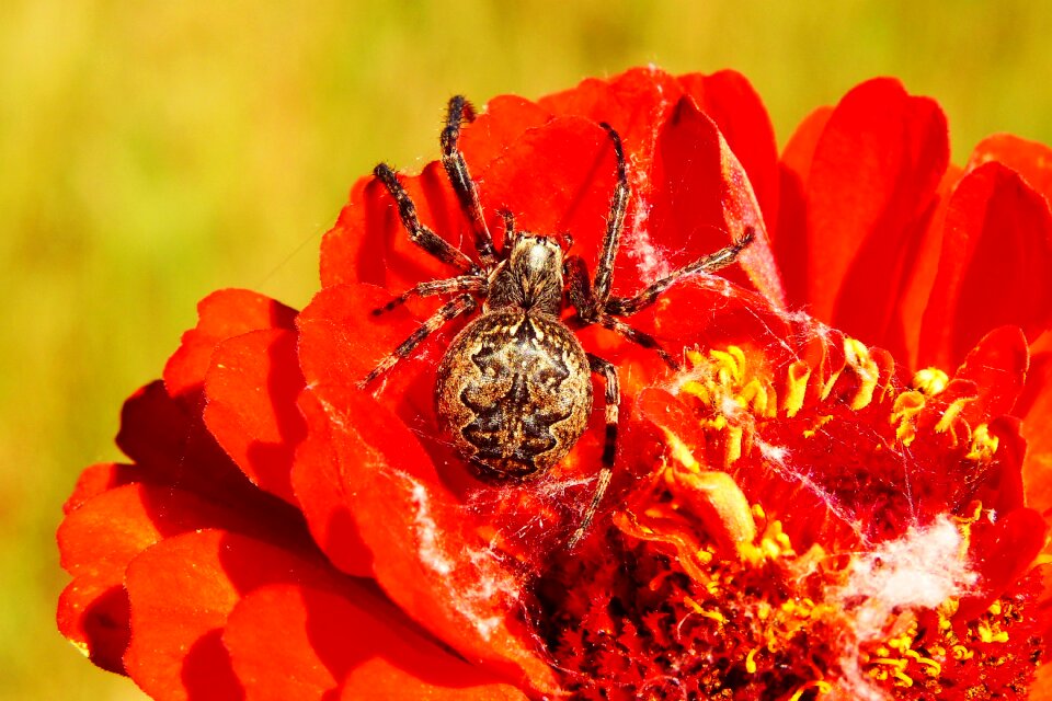 Flower animals nature