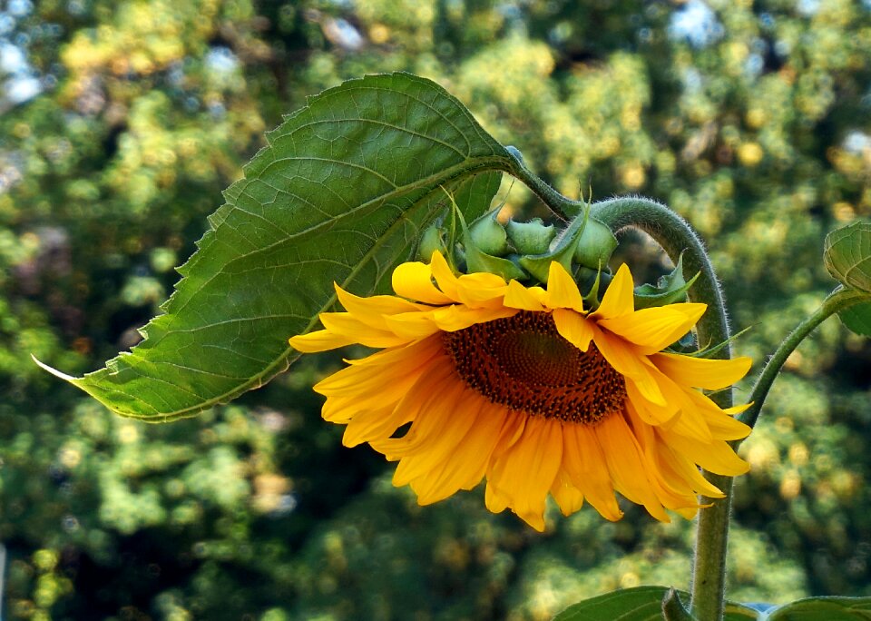 Yellow nature flora