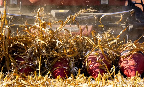 Nature vegetables agriculture photo