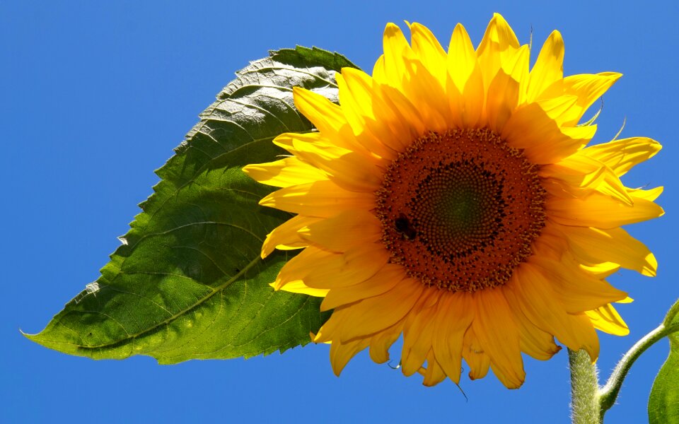 Bloom flowers bright
