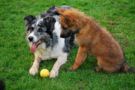 Cute pet animal