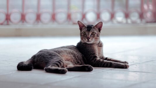 Animal kitty adorable