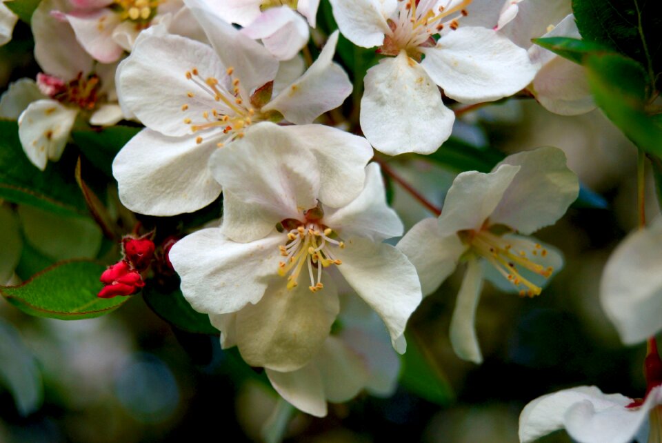 Apple blossom tree petal floral