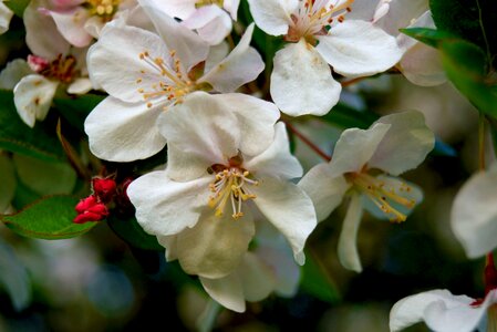 Apple blossom tree petal floral photo