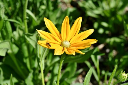 Coneflower petals bloom