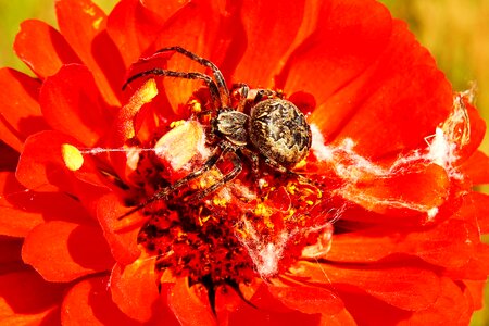 Flower animals nature