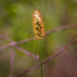 Nature grass macro
