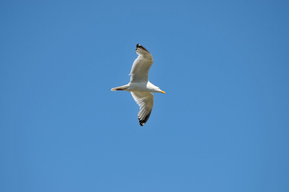 Gull bird sky