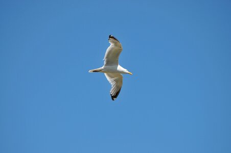 Gull bird sky