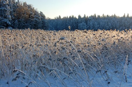 Ice the magic of winter rime photo