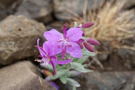 Bloom pink dewdrop