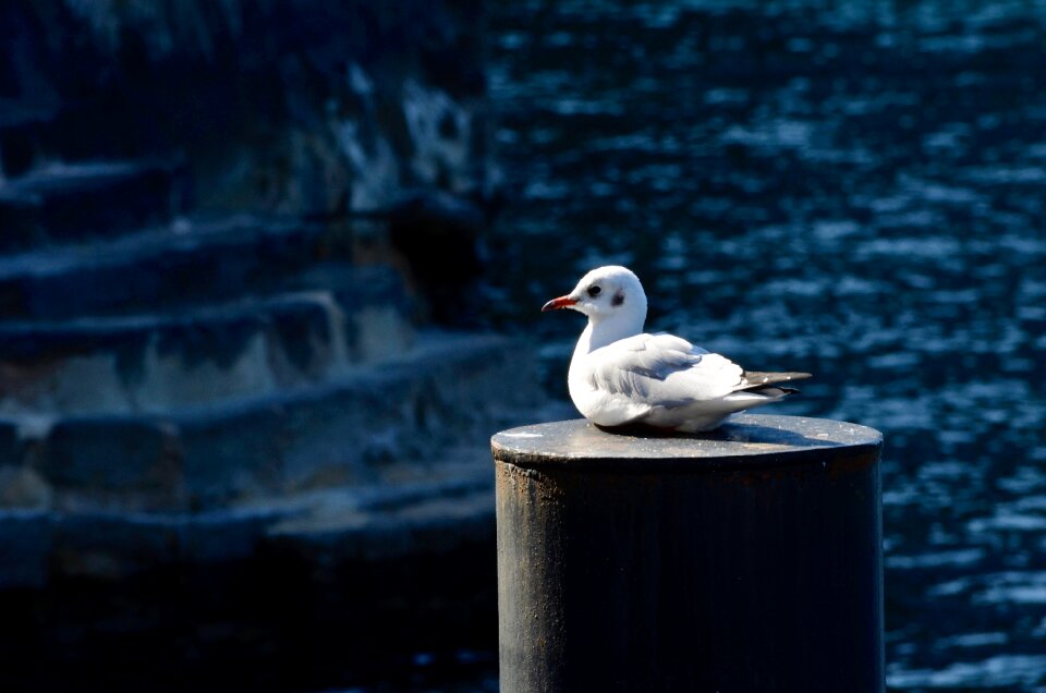 Water bird dormant lake