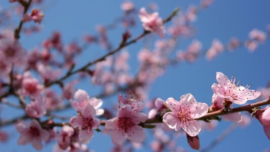 Nature bloom sunny
