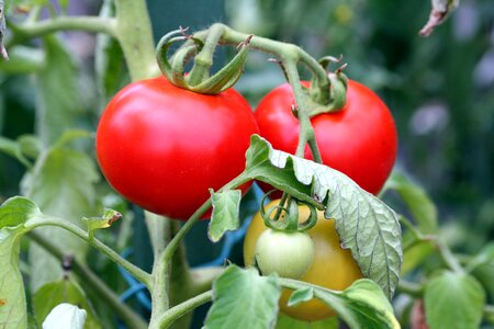 Red vitamins food