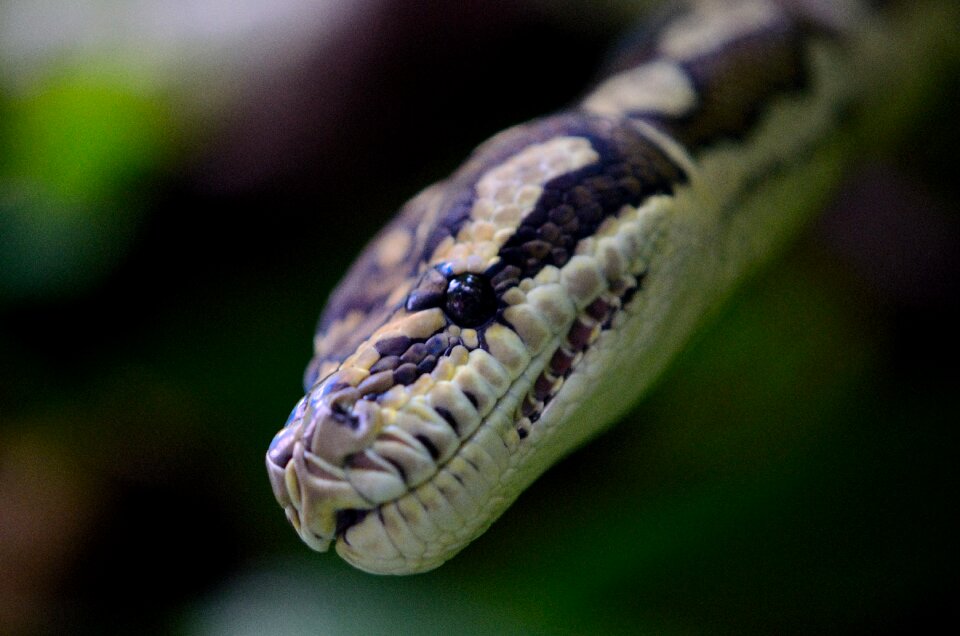Herpetology nonvenomous fauna