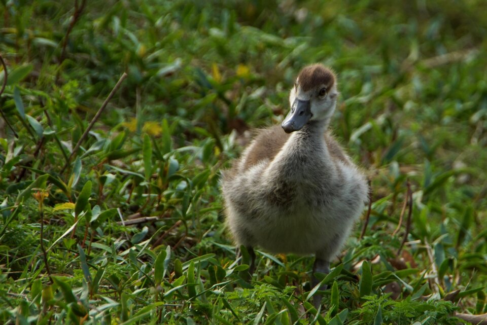 Gosling animals duckling