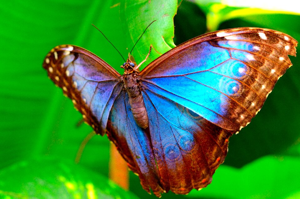 Colorful wings garden