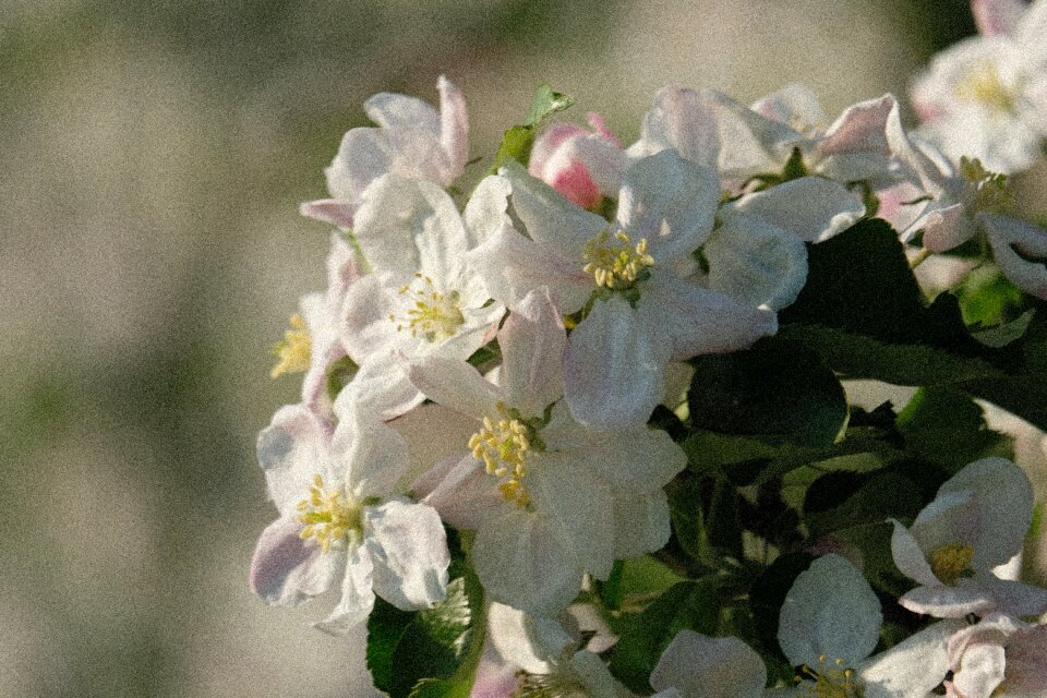 Garden flowers blossom