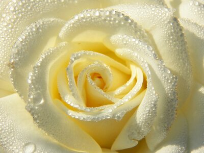 Rose from nature squares