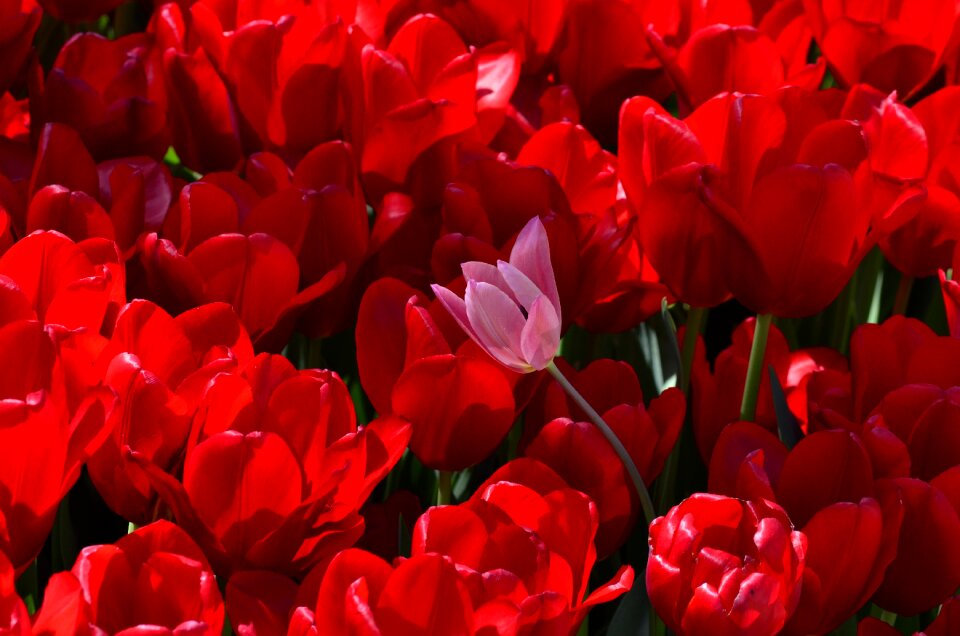 Festival plants flowers