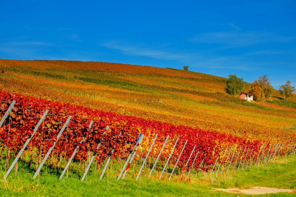 Slope wine wine region